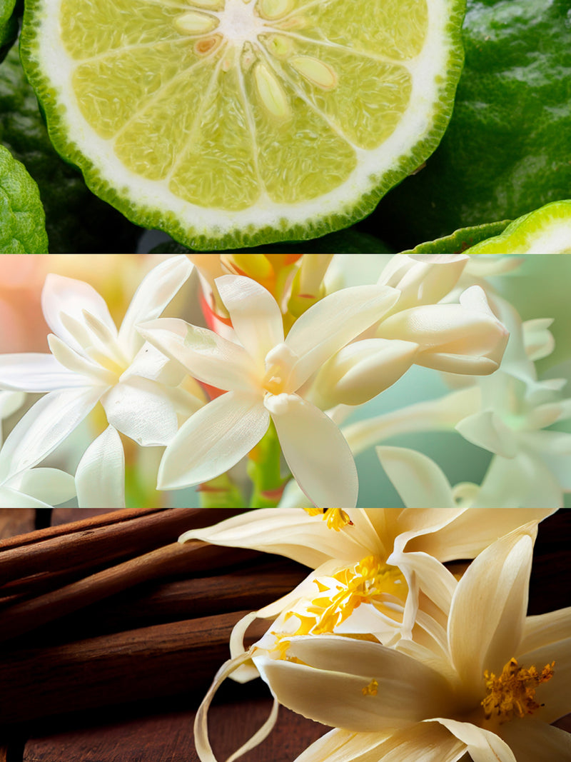 Olfactory notes