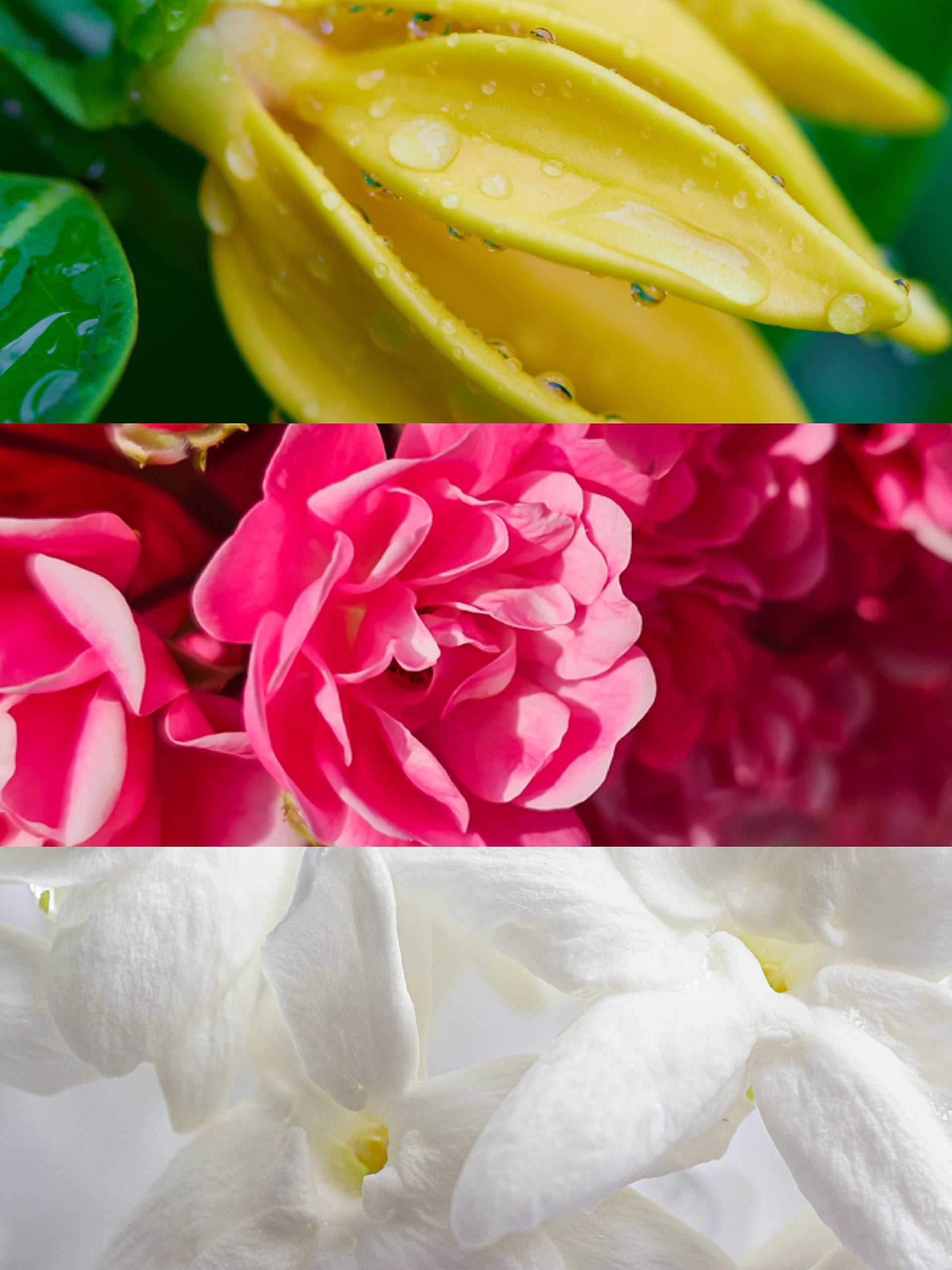 Olfactory notes. Ylang Ylang, Damascan Rose, Jasmine