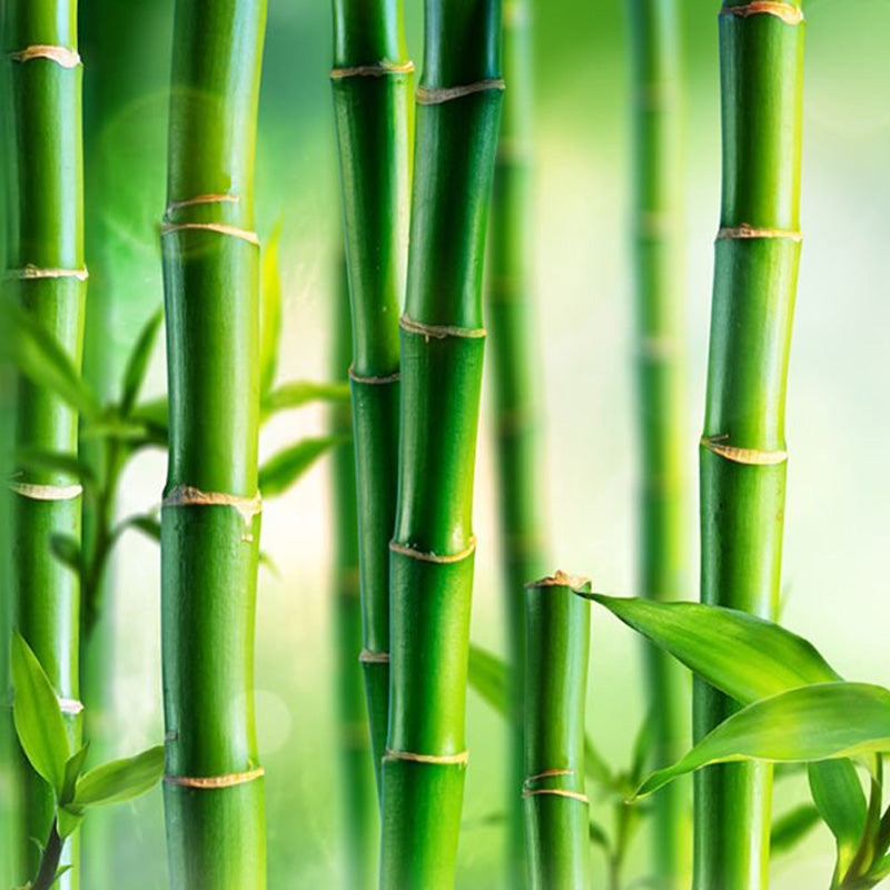 Bamboo