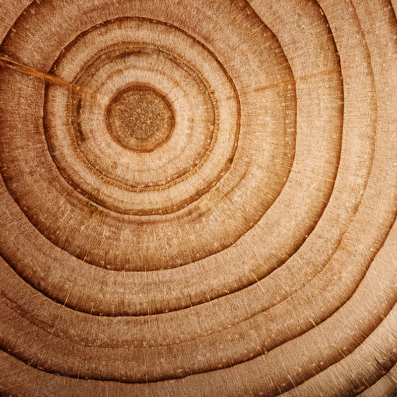 Cedar wood