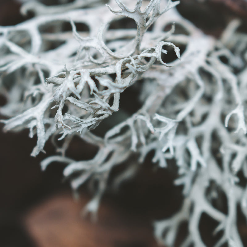 Oakmoss