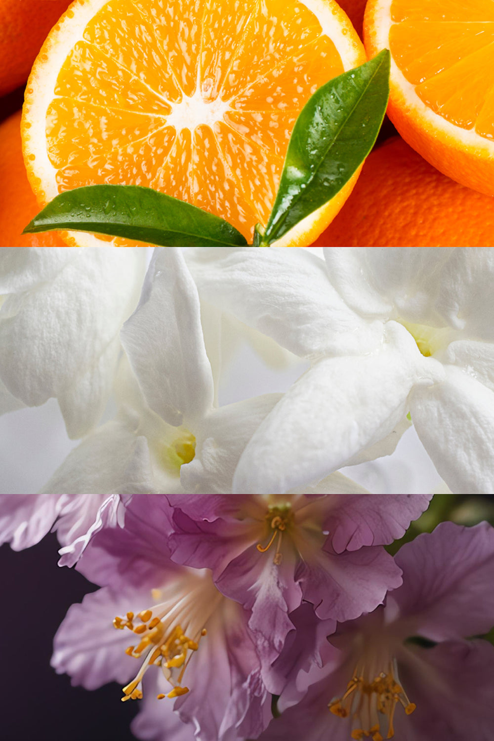 Olfactory Notes. Orange, Jasmine, Patchouli