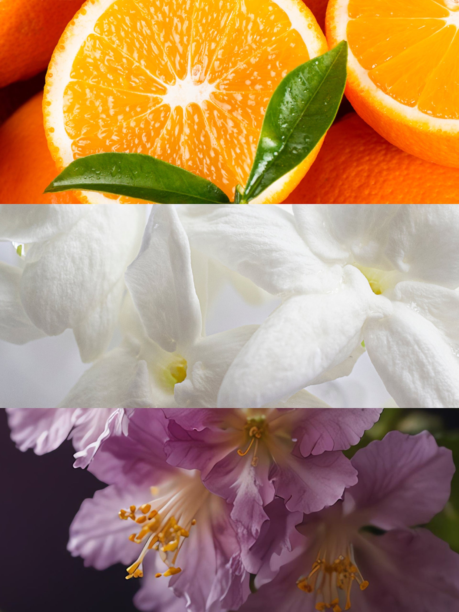 Olfactory Notes. Orange, Jasmine, Patchouli