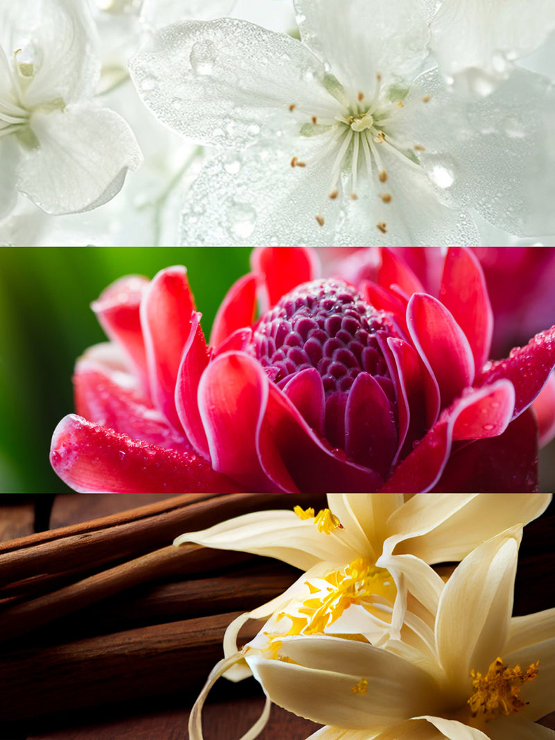 Olfactory notes