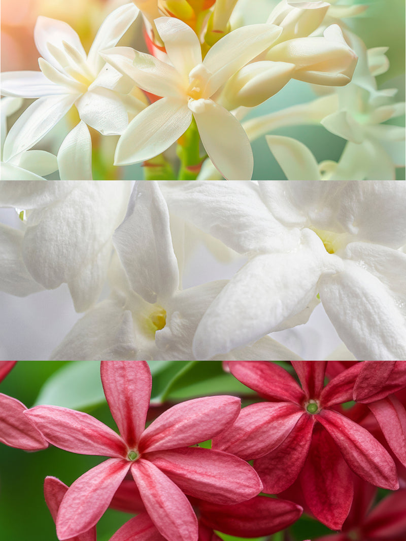 Olfactory notes