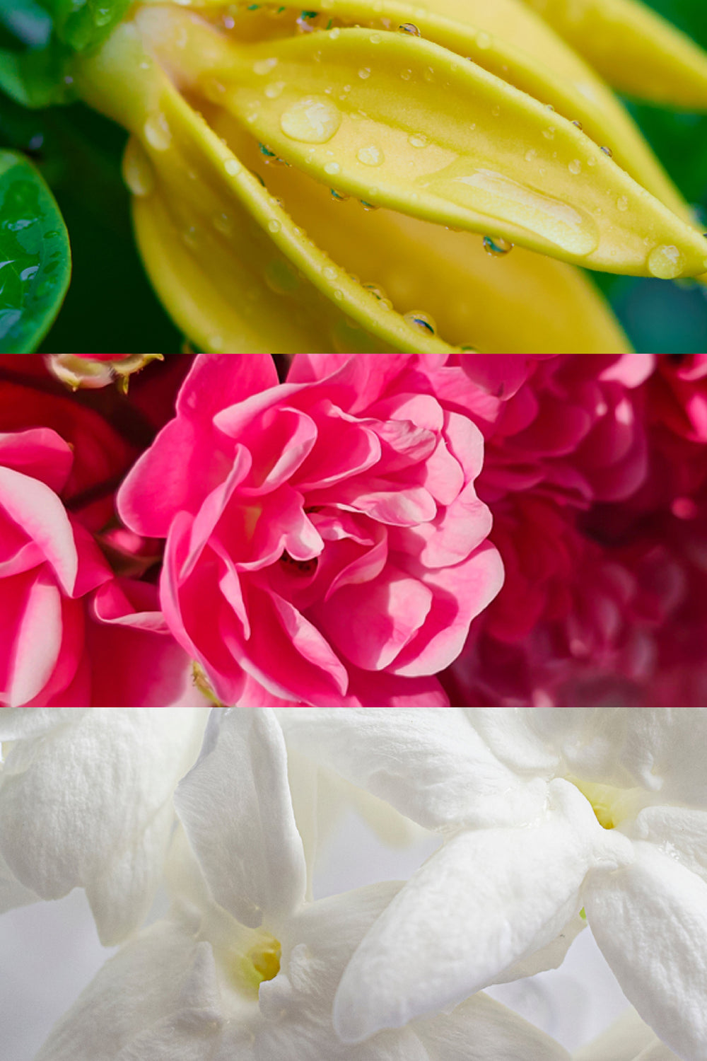 Olfactory notes. Ylang Ylang, Damascan Rose, Jasmine