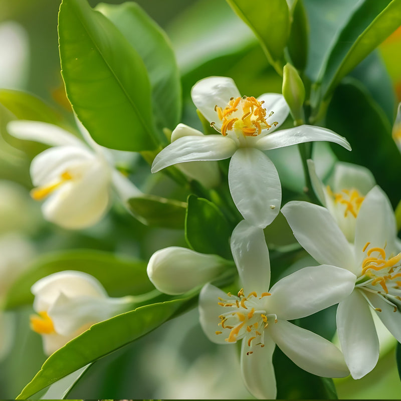 Neroli