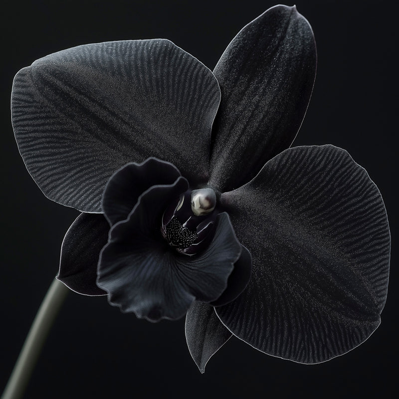 Orquidea negra