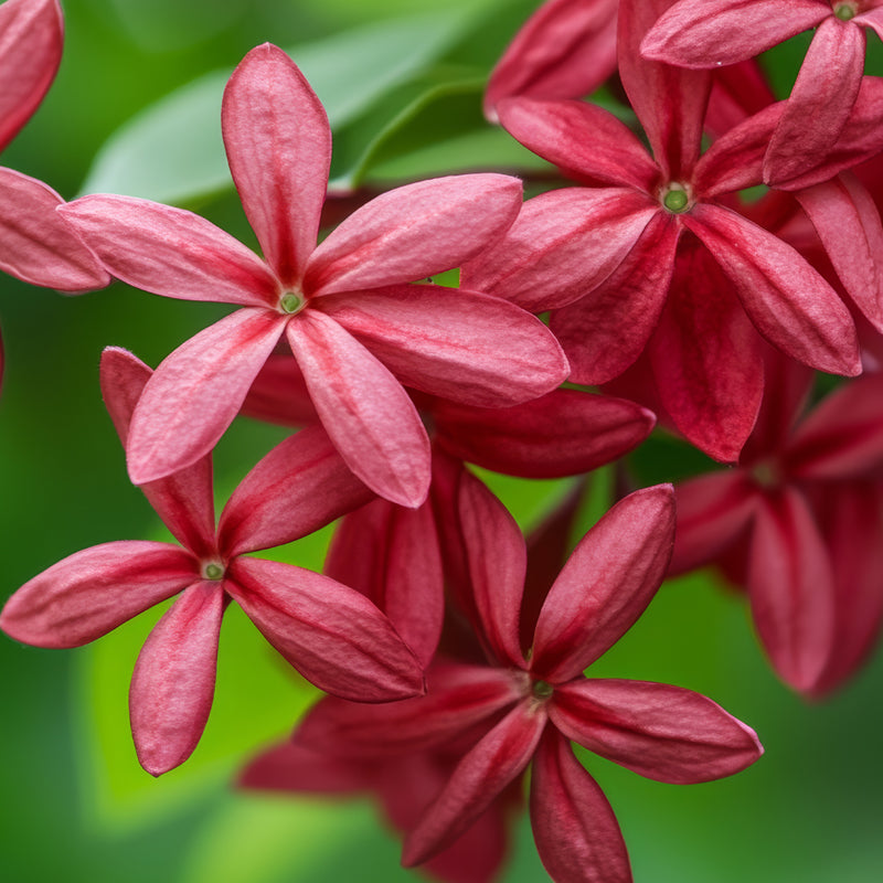 Chinese Honeysuckle