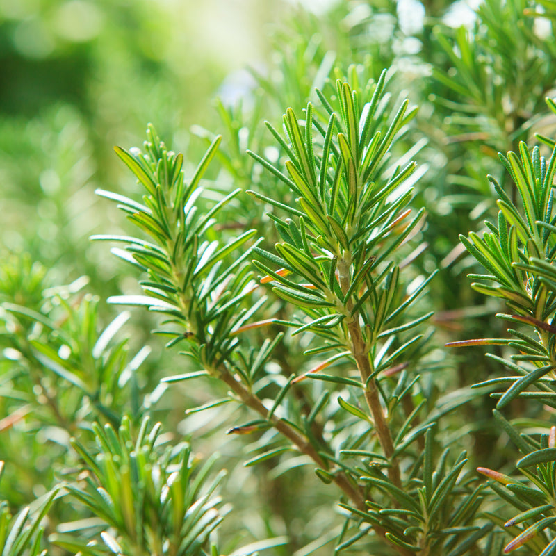 Rosemary