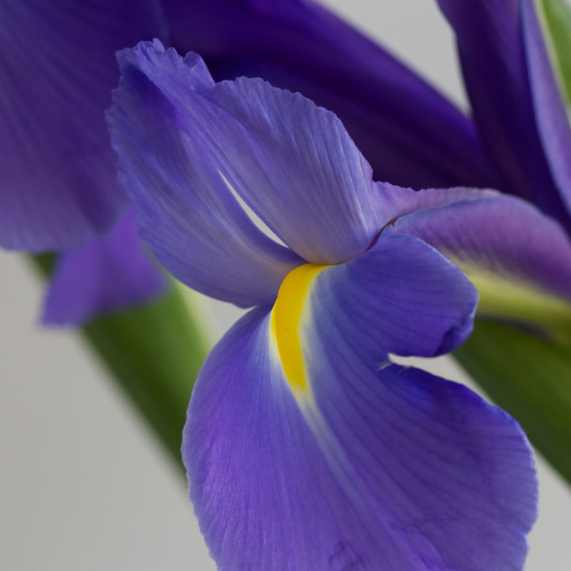 Dalmatian Iris