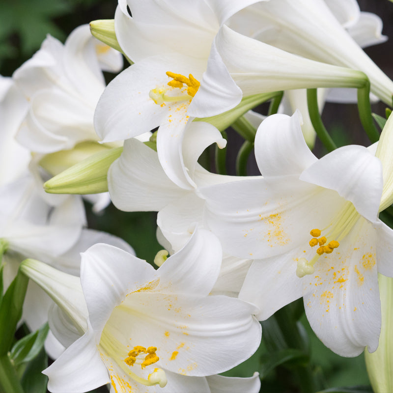 Lilies