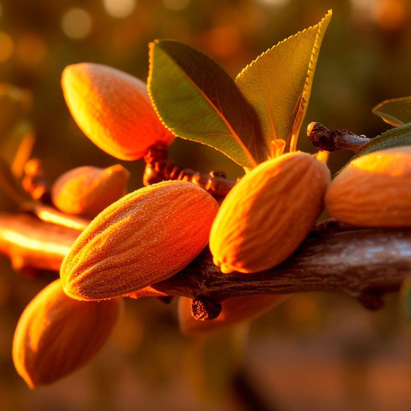 Almonds