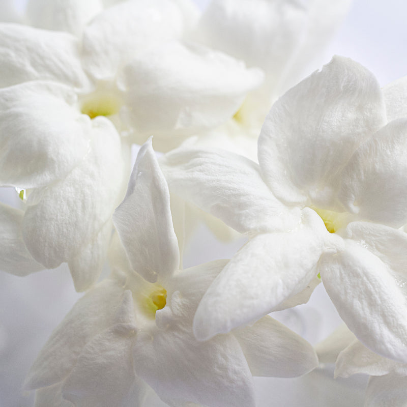 Sambac jasmine