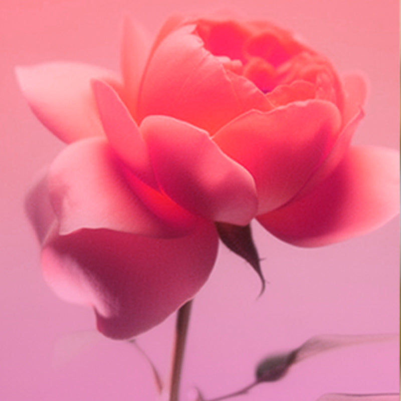 Bulgarian Rose