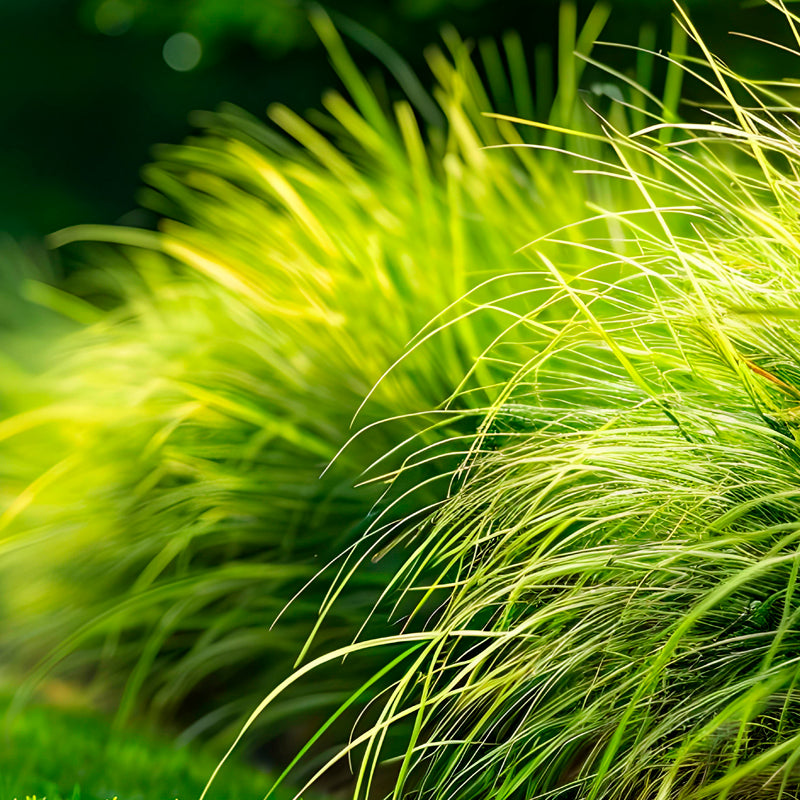Vetiver